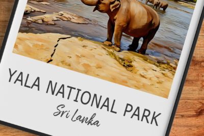 Elephants in river at Yala National Park, Sri Lanka.